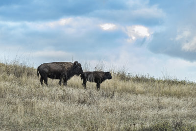 Mother and Child on the ole Prairie