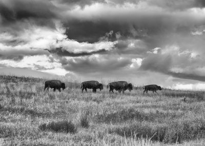 Bison on the Move in Black/White