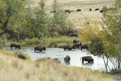 Bison Crossing Mission Creek (to get to the other side)