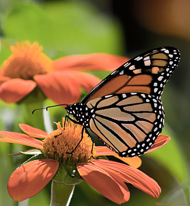Monarch Butterfly