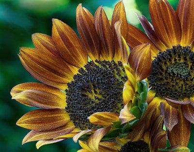 Sunflower Variety
