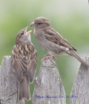 Mom, I'm Hungry! House Sparrow (female) Feeding Chick