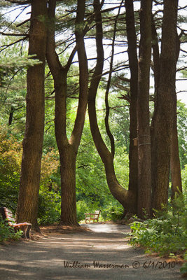 Park Bench Along a Wooded Path