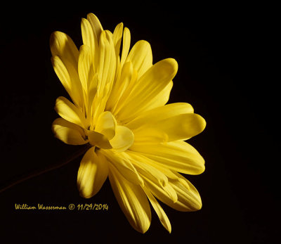 Yellow Mum 