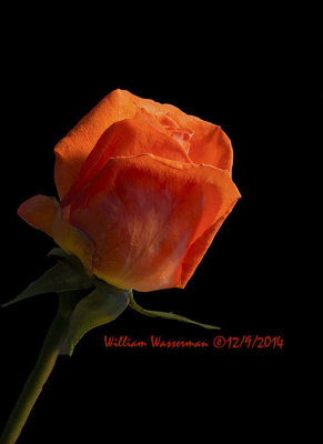 Orange Rose