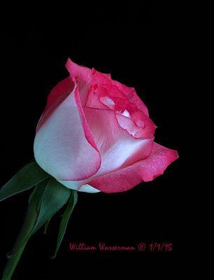 Red & White Rose 