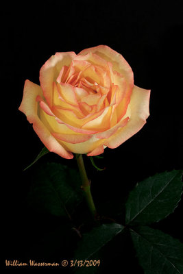 Two Tone Rose