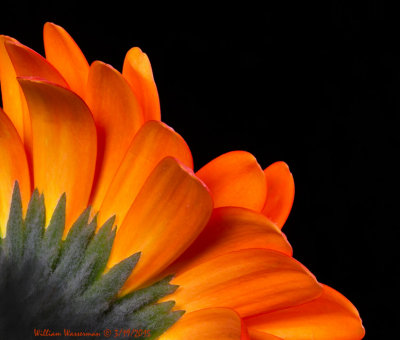 Orange Gerbera Daisy 