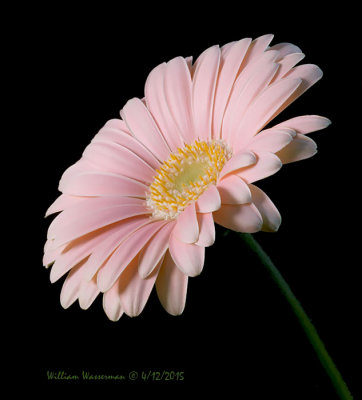 Pink Gerbera Daisy