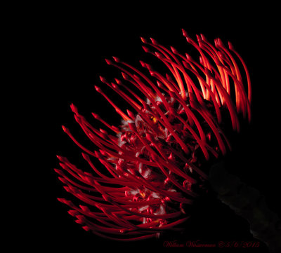 Leucospermum