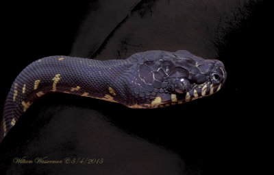 Boelens Python