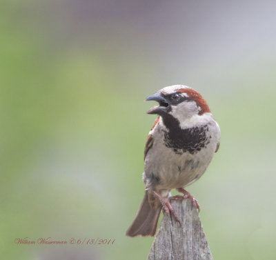 House Sparrow (male)