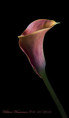 Calla Lily 