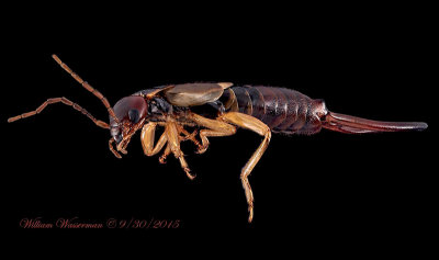 Earwig Insect