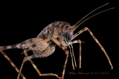 Camel Cricket