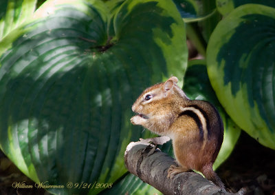 Chipmunk 