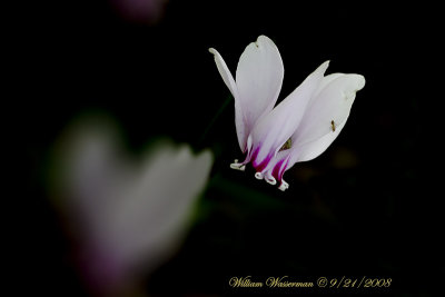 Cyclamen