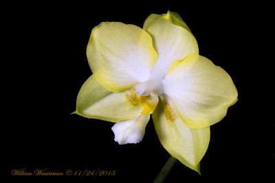 Phalaenopsis K. S. Jadegreen sweet 