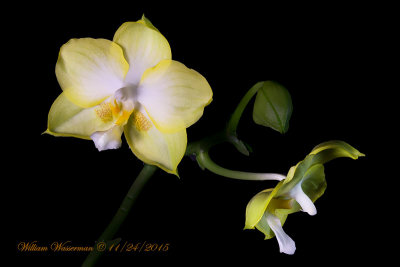 Phalaenopsis K. S. Jadegreen sweet