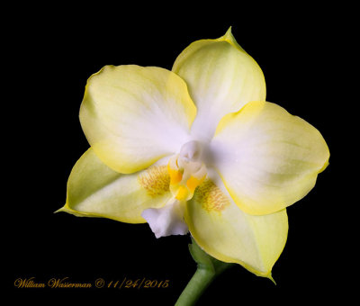 Phalaenopsis K. S. Jadegreen sweet