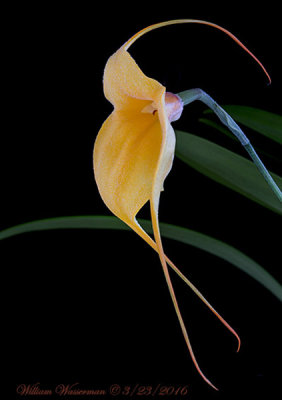 Masdevallia Citrus Frost 