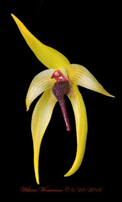  Bulbophyllum Wilbur Chang Bulb. echinolabium x Bulb. carunculatum