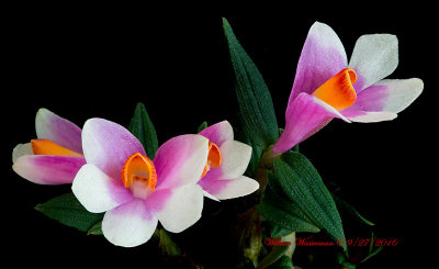 Dendrobium Mountain Magic (cuthbertsonii X pseudoglomeratum)