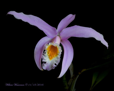 Laelia jongheana