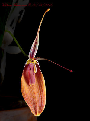 Restrepia cuprea