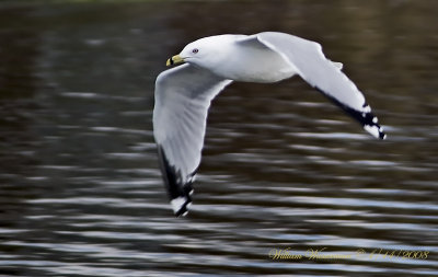 Ringbilled Gull in Flight