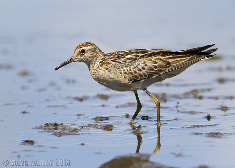 Sharp-tailed Sandpiper (Calidris acuminata)