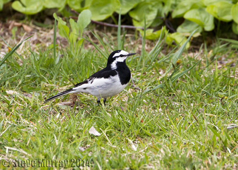 White Wagtail (Motacilla alba lugens)