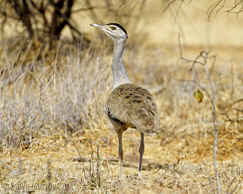 Australian Bustard (Ardeotis australis)