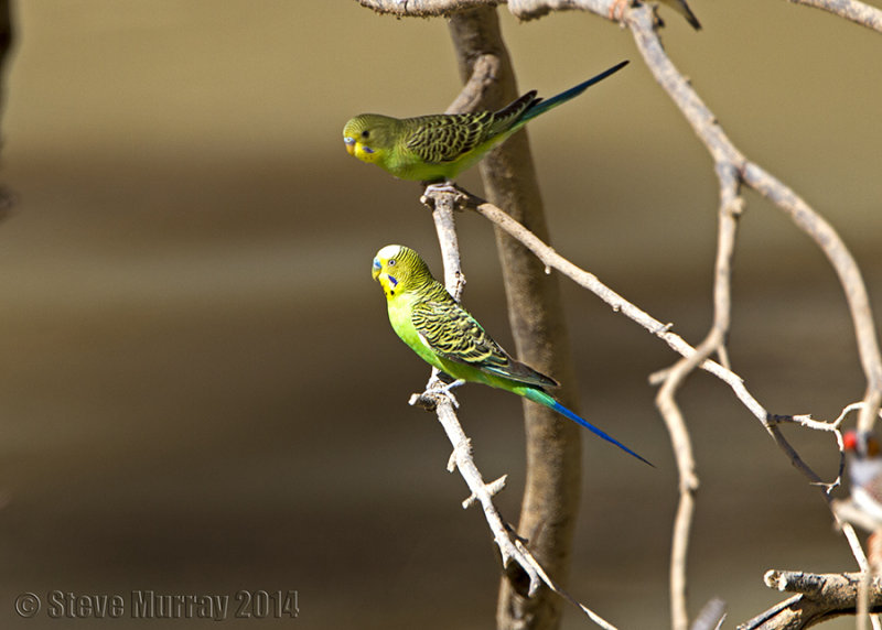 Budgerigar (Melopsittacus undulatus)