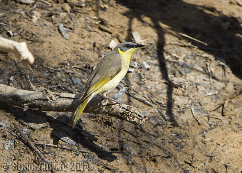 Grey-headed Honeyeater (Ptilotula keartlandi)