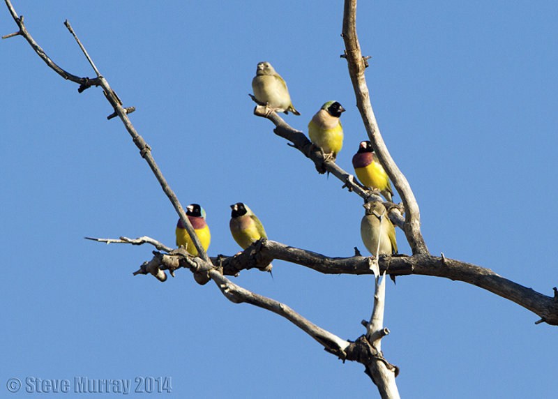 Gouldian Finch (Chloebia gouldiae)