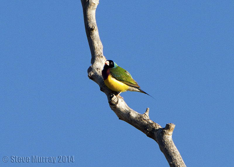 Gouldian Finch (Chloebia gouldiae)