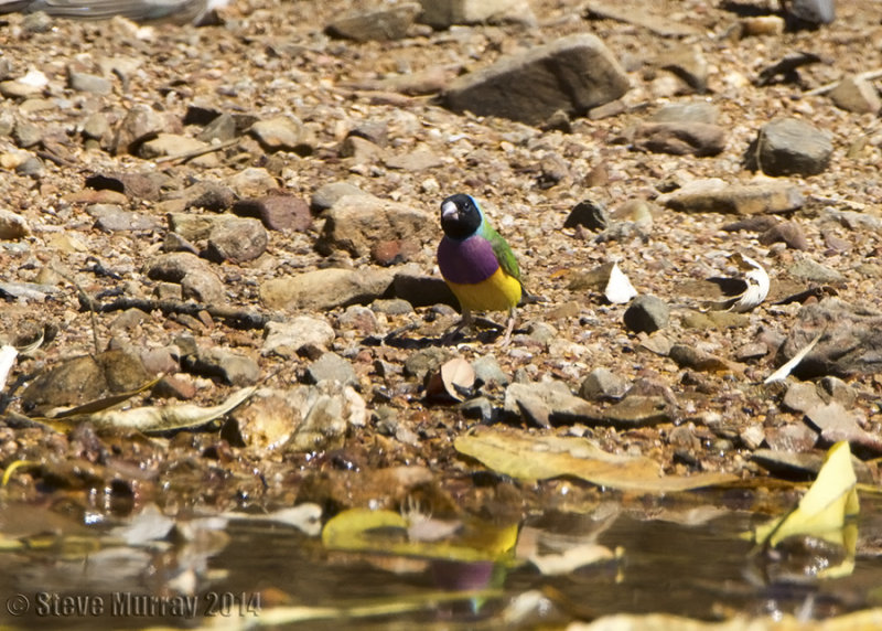 Gouldian Finch (Chloebia gouldiae)