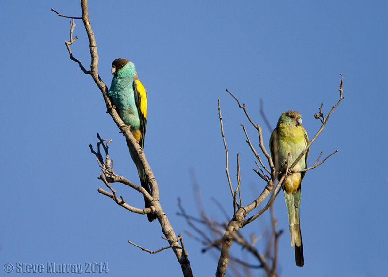 Hooded Parrot (Psephotus dissimilis)