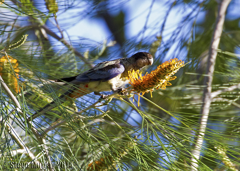 Northern Rosella (Platycercus venustus venustus)