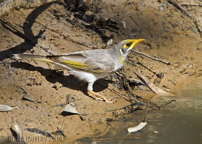 Yellow-throated Miner (Manorina flavigula)