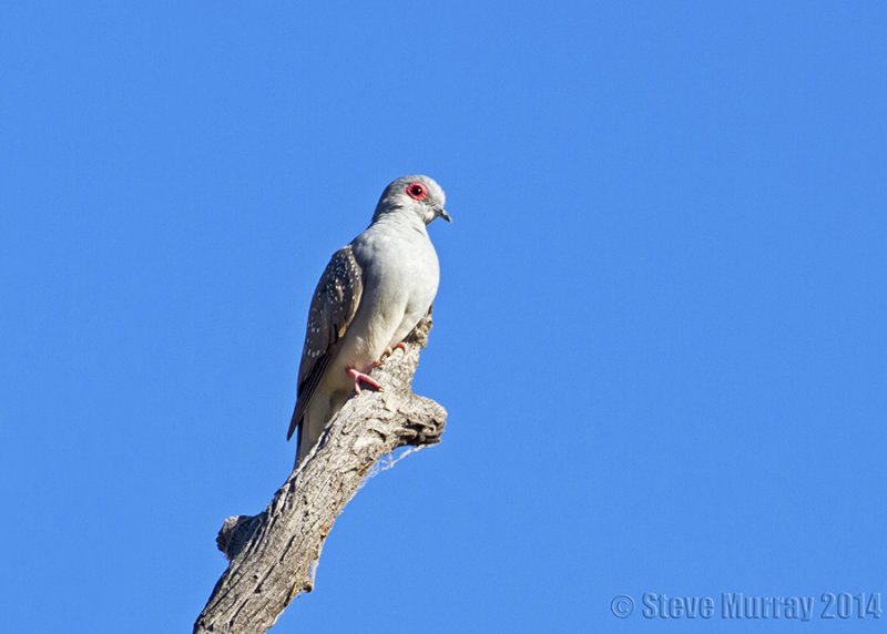 Diamond Dove (Geopelia cuneata)