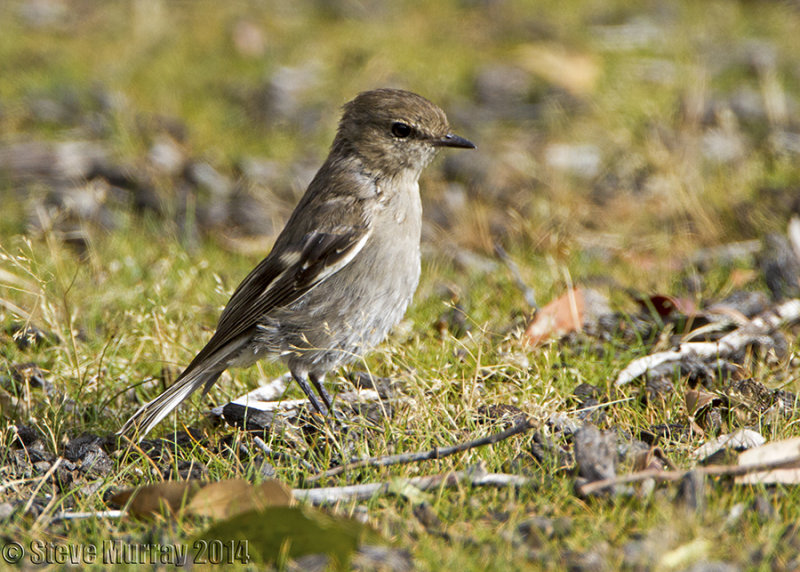 Dusky Robin (Melanodryas vittata)