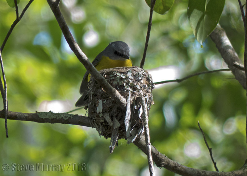 Eastern Yellow Robin (Eopsaltria australis chrysorrhos)