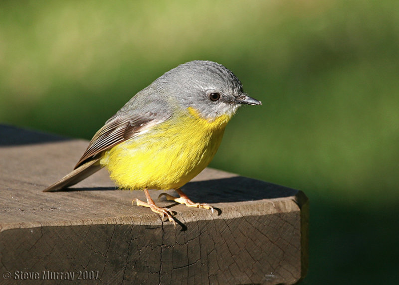 Eastern Yellow Robin (Eopsaltria australis chrysorrhos)