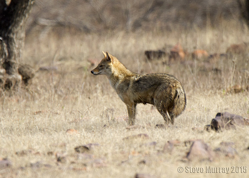 Indian Jackal (Canis aureus indicus)