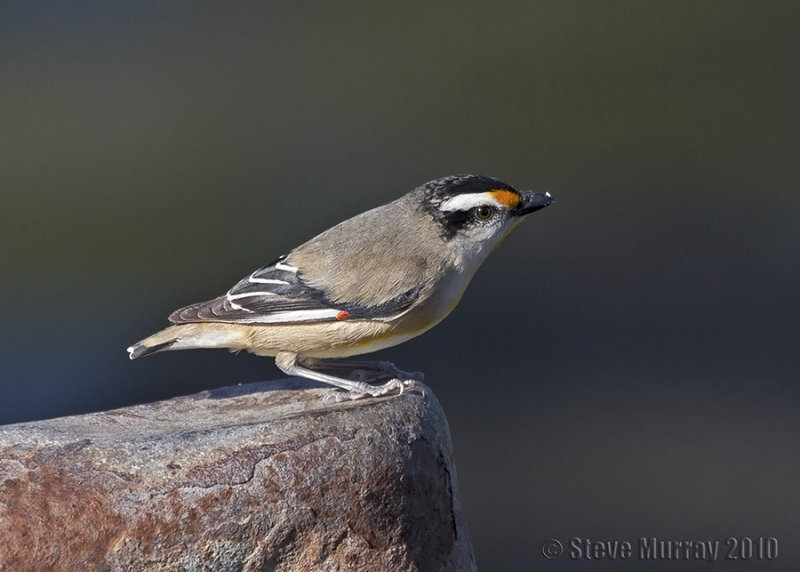 Striated Pardalote (Pardalotus striatus melanocephalus)