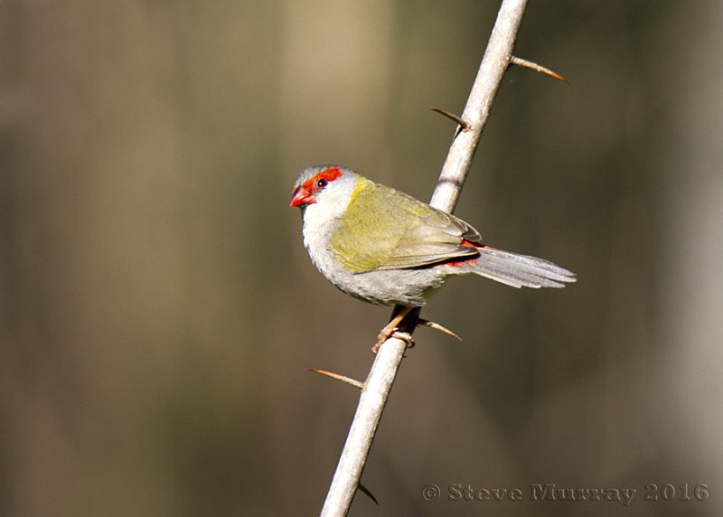 Red-browed Finch (Neochmia temporalis)