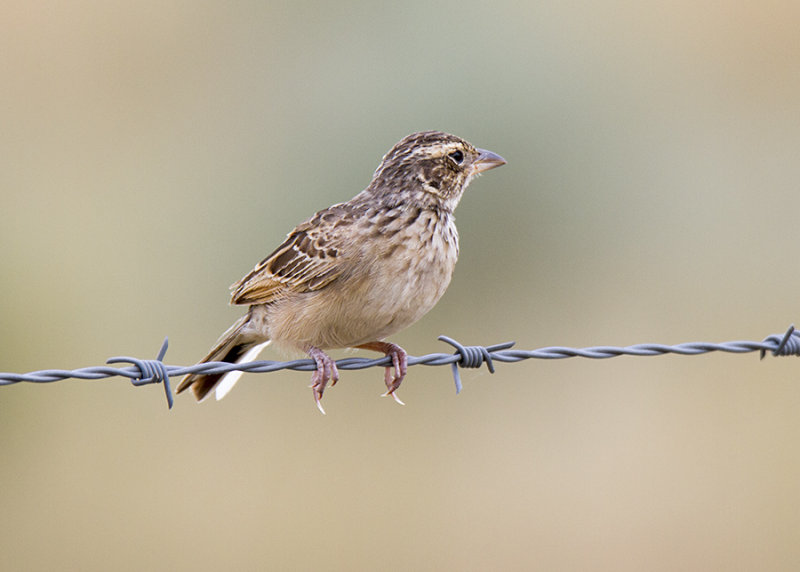 Singing Bushlark (Mirafra javanica horsfieldii)
