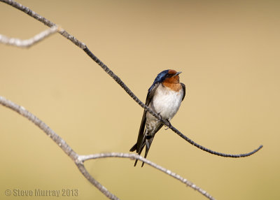 Welcome Swallow (Hirundo neoxena)